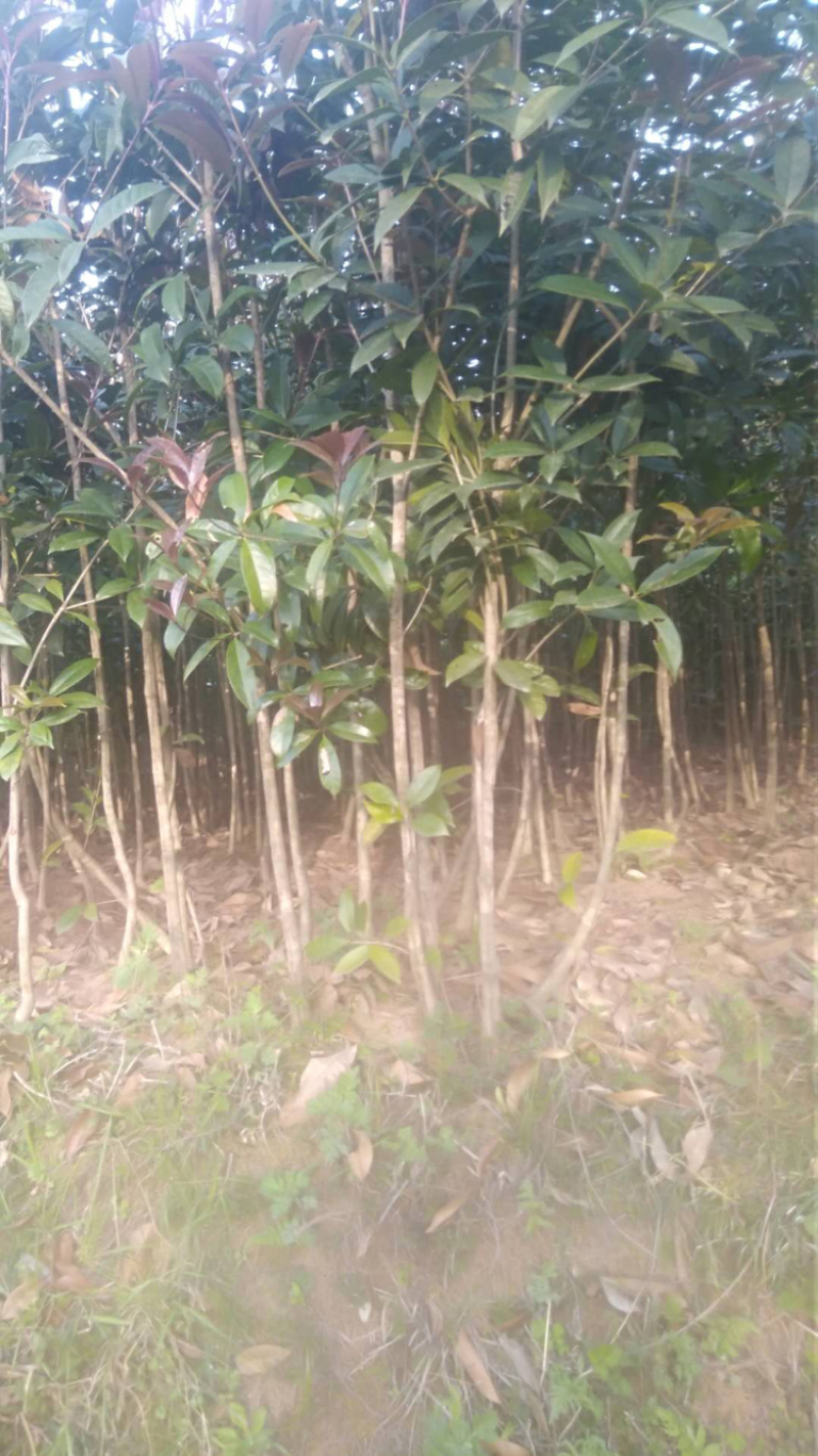 十万株桂花树，大力促销，量大从优！