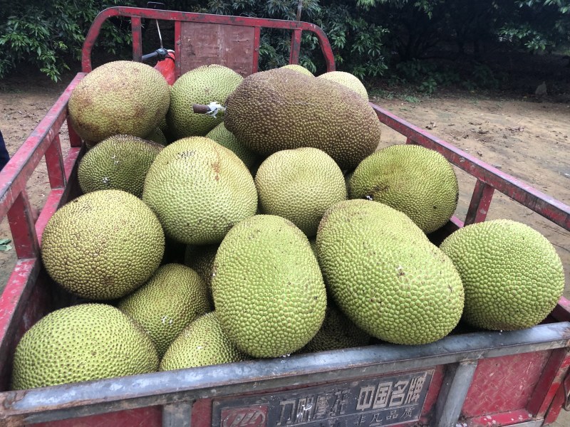 广东菠萝蜜#专业代办#大量新鲜现货供应