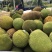 广东菠萝蜜#专业代办#大量新鲜现货供应