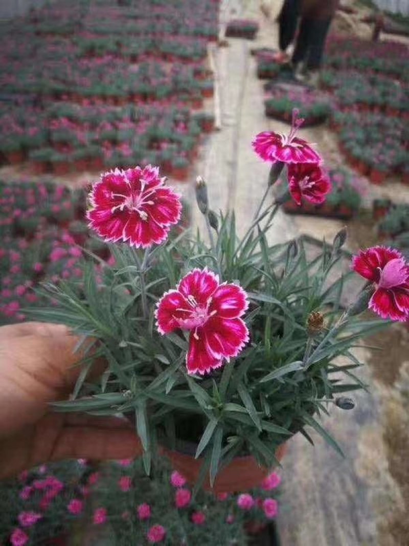 精品欧石竹，彩虹石竹，杂交石竹绿化花苗草坪易养护