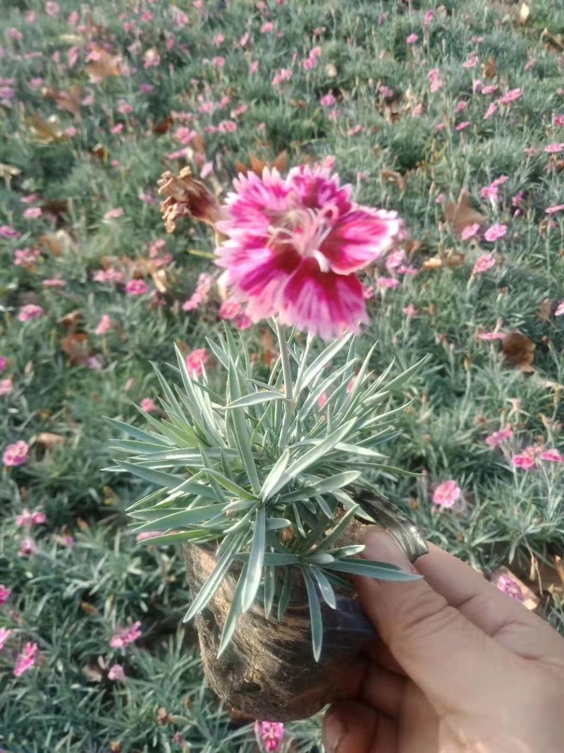 精品欧石竹，彩虹石竹，杂交石竹绿化花苗草坪易养护