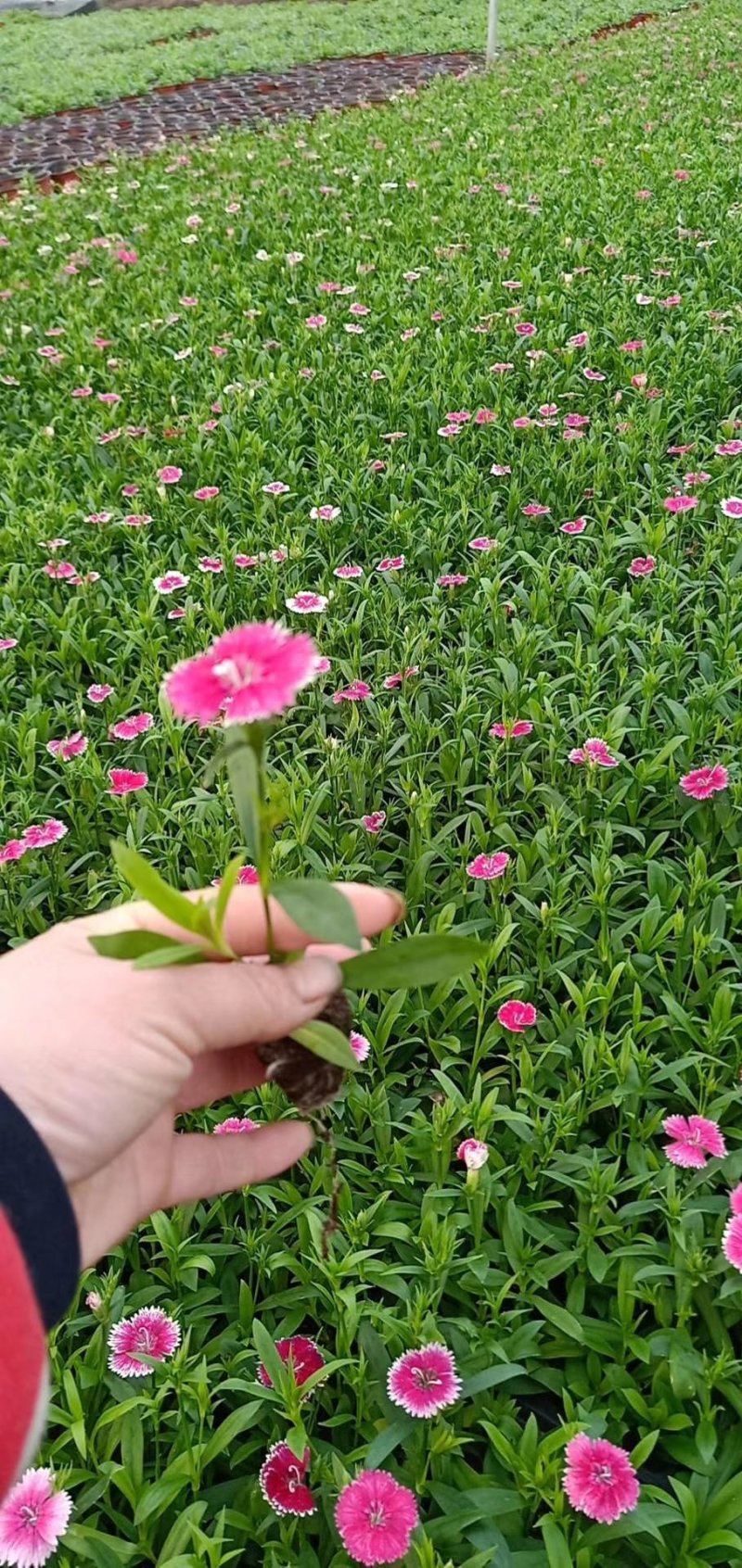 精品欧石竹，彩虹石竹，杂交石竹绿化花苗草坪易养护