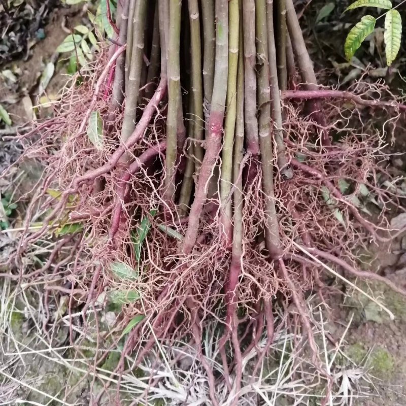 四季红香椿苗