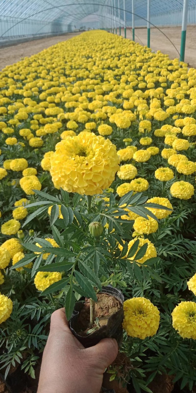 【精品】万寿菊观花四季种易活基地直发量大从优