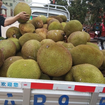产地大量特产精品菠萝蜜保质保量，欢迎来电咨询