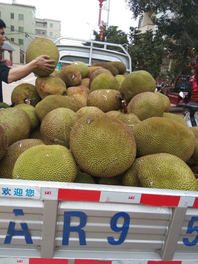 产地大量特产精品菠萝蜜保质保量，欢迎来电咨询