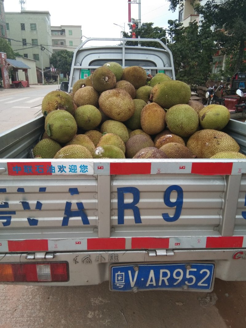 产地大量特产精品菠萝蜜保质保量，欢迎来电咨询