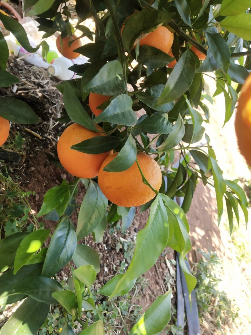 沃柑橘子味道好，厂地直接供货