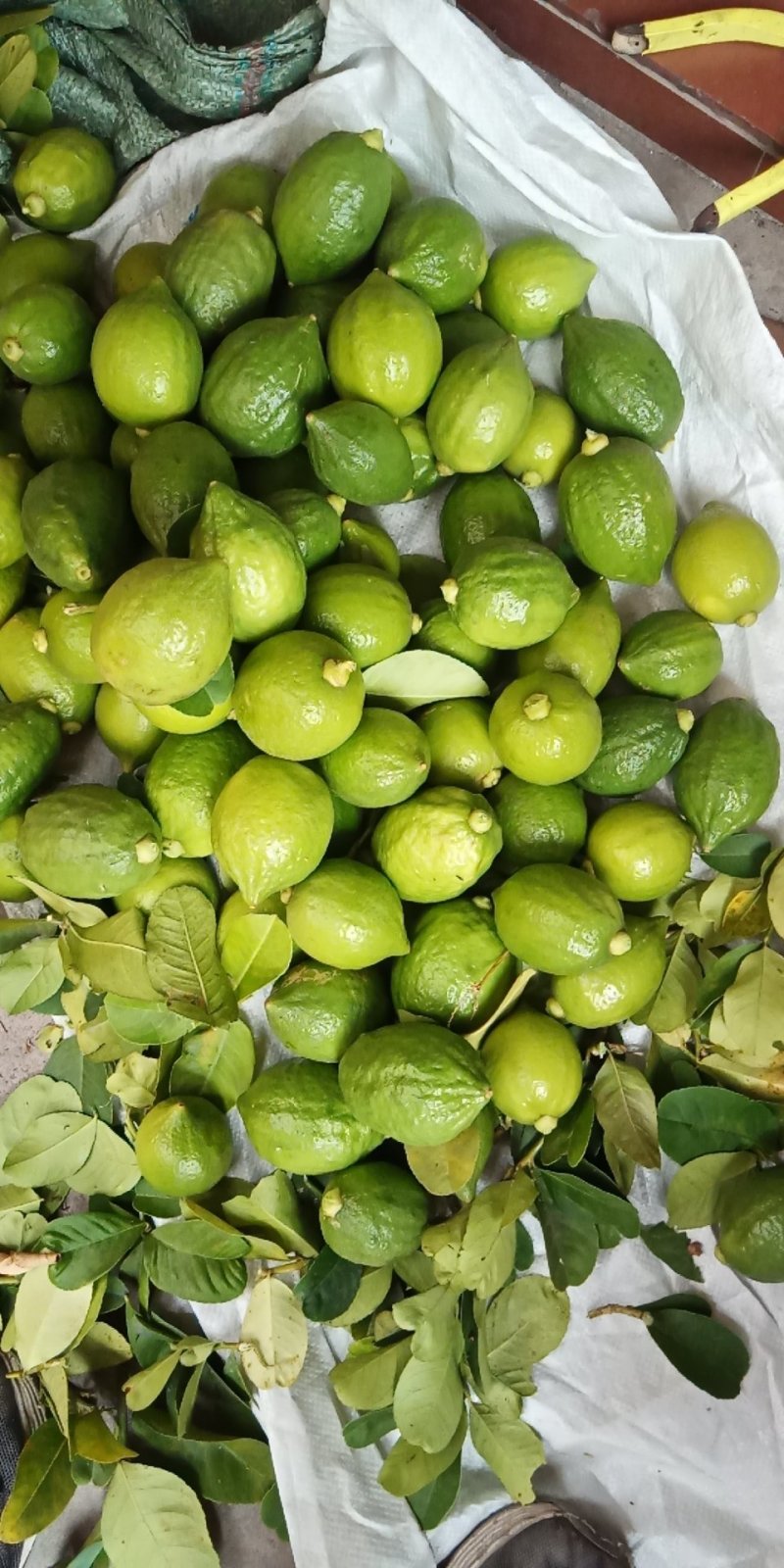 香水柠檬
