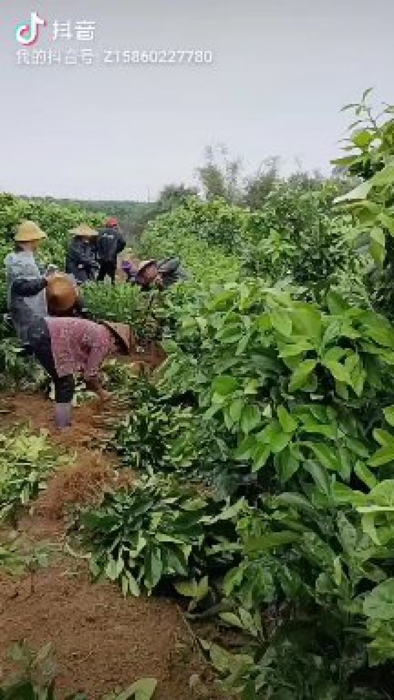 泰国𨗴罗红柚苗，香水红柚苗全国可发价格透明