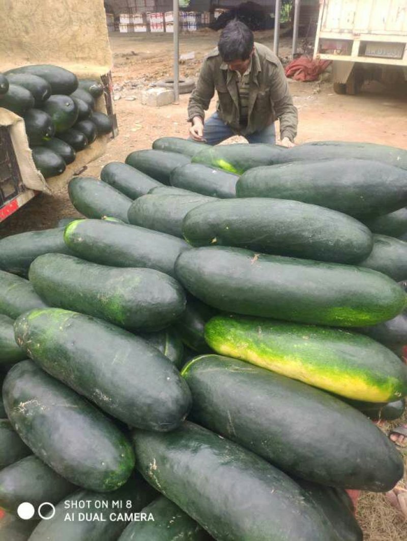 坛洛镇黑皮冬瓜