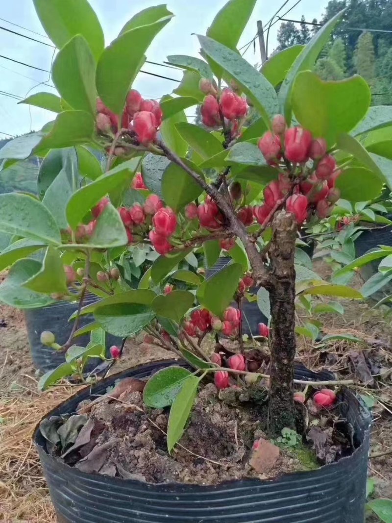 黑老虎布福娜苗原生态特色水果布福娜种植开发