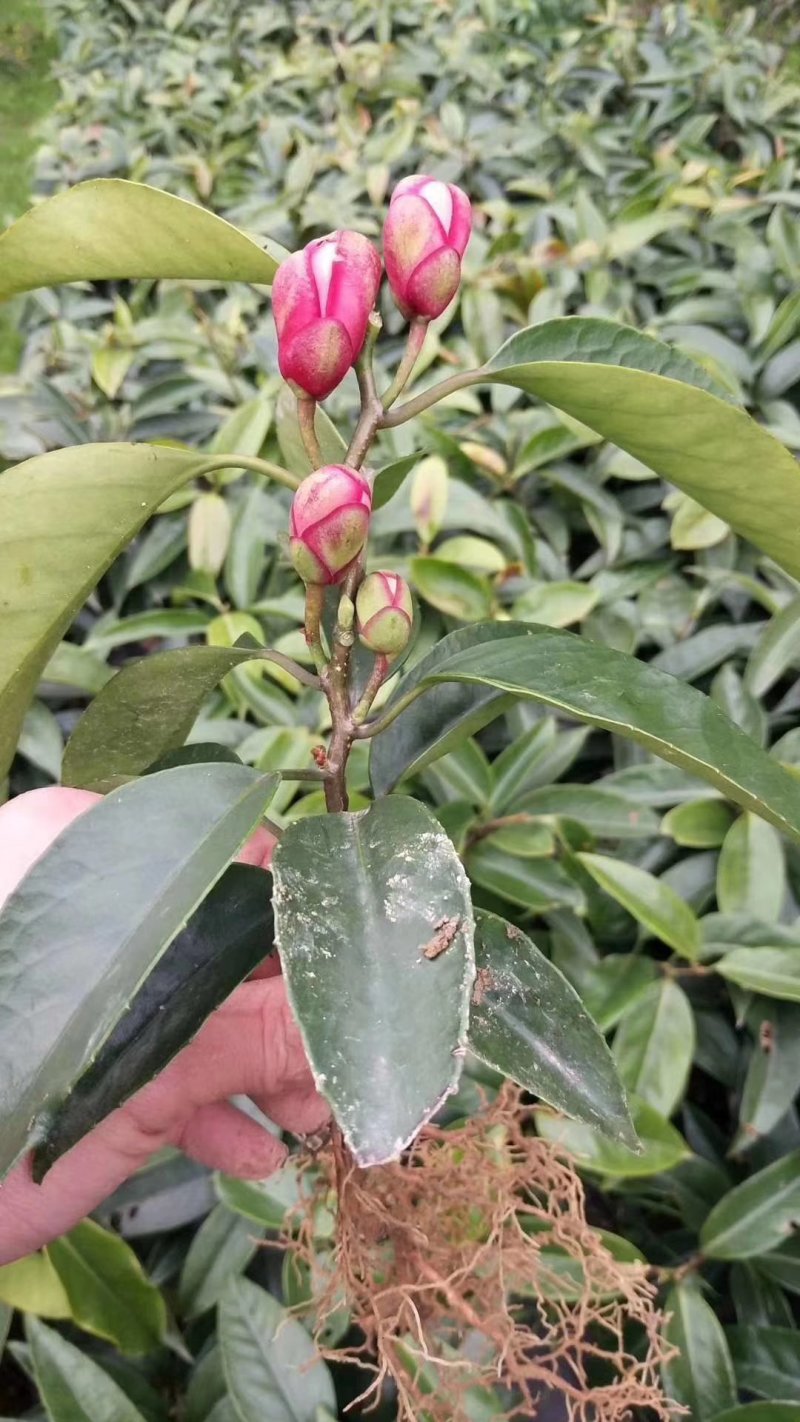 黑老虎布福娜苗原生态特色水果布福娜种植开发