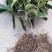 黑老虎布福娜苗原生态特色水果布福娜种植开发