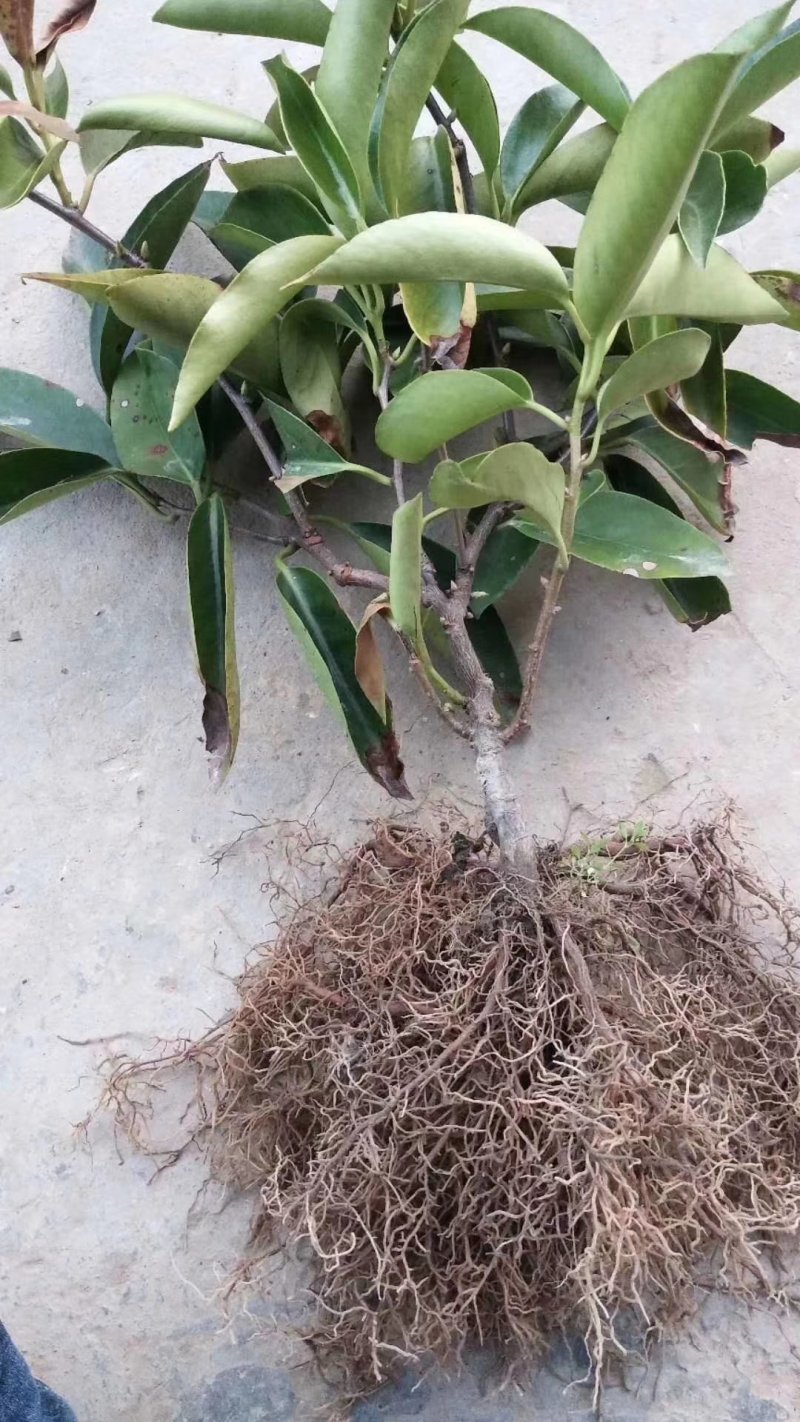黑老虎布福娜苗原生态特色水果布福娜种植开发
