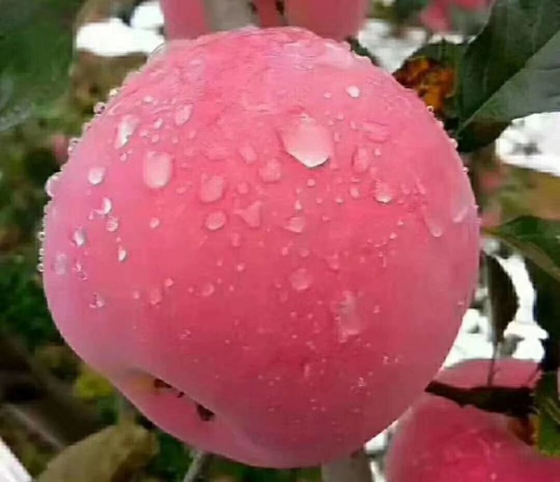 黄土高原优生区纸袋红富士苹果