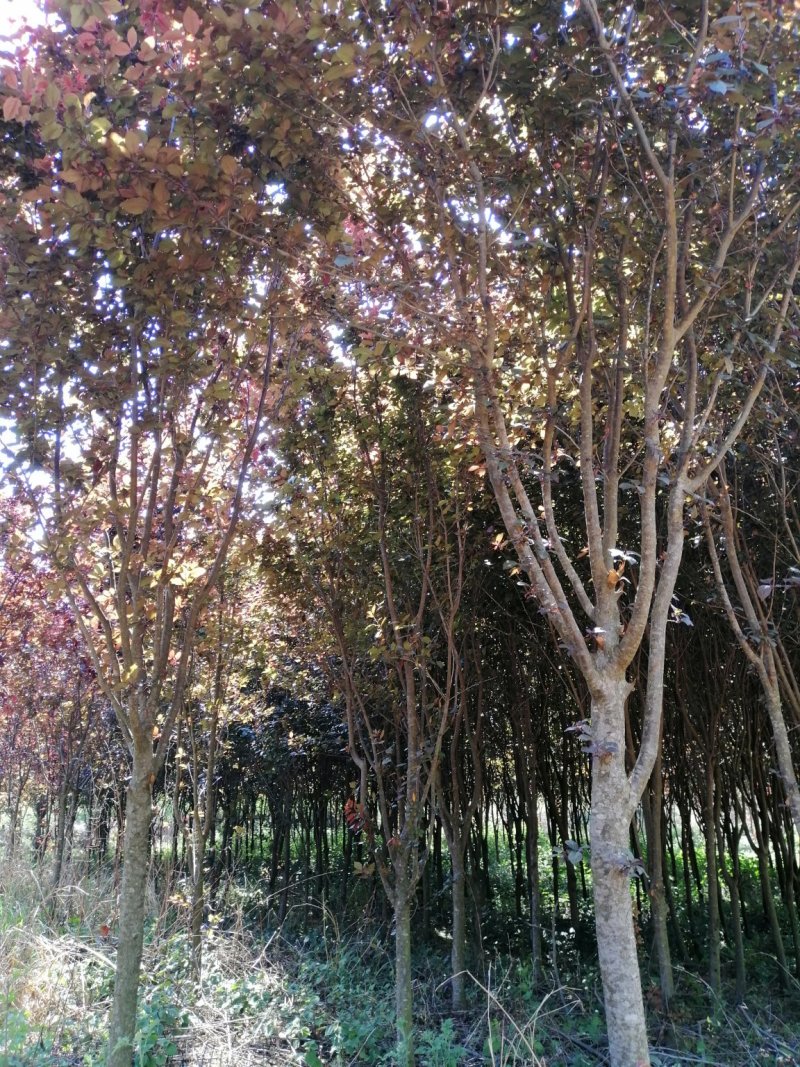 红叶李\红叶笔桃\果樱售卖