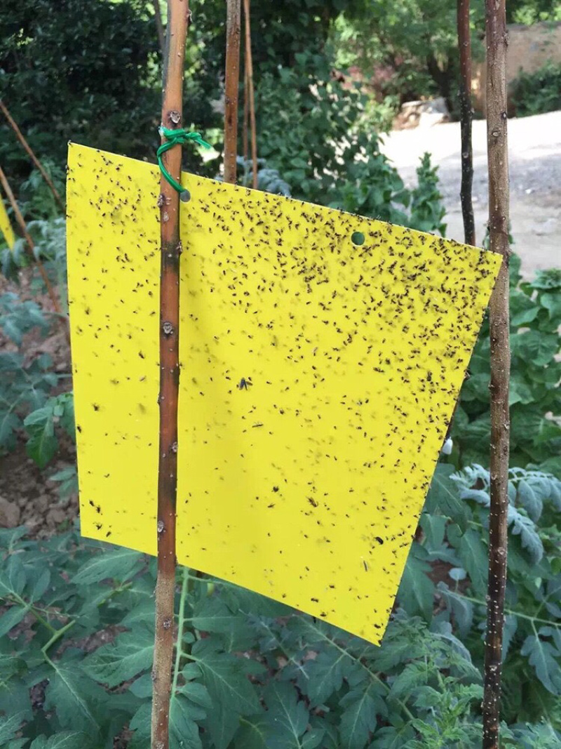 粘虫板黄板篮板