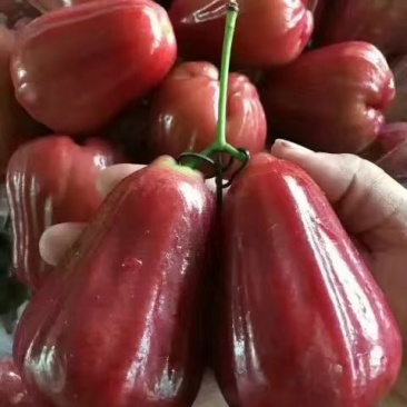 黑金刚莲雾苗当年种植当年结果