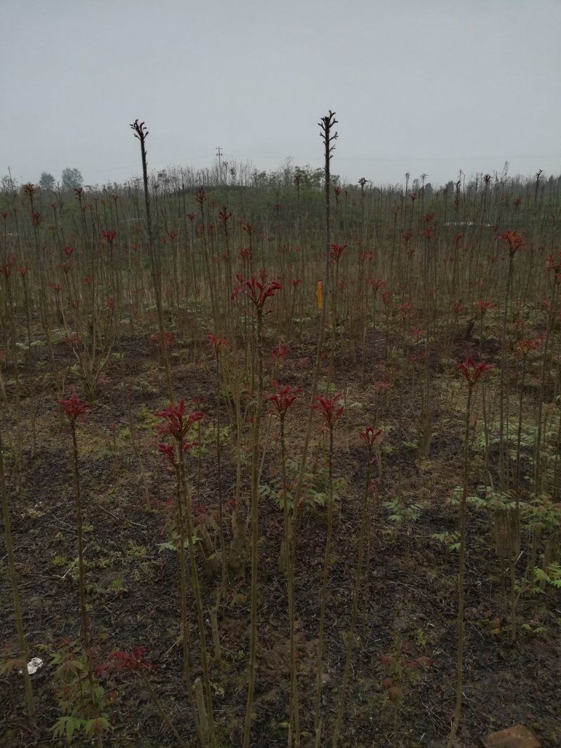 红油香椿芽