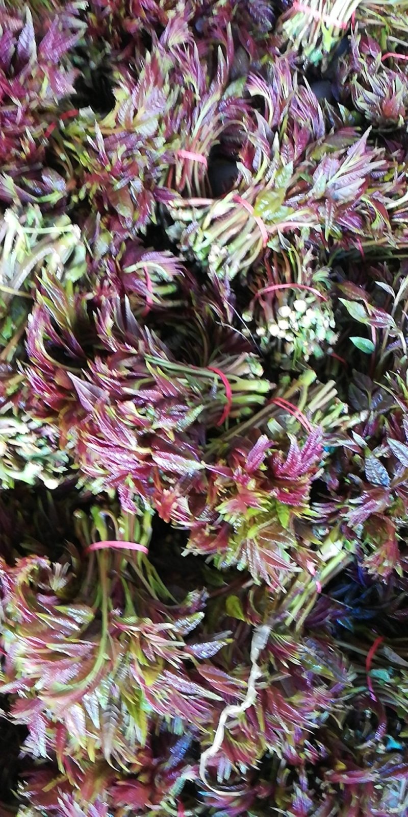 红油香椿芽