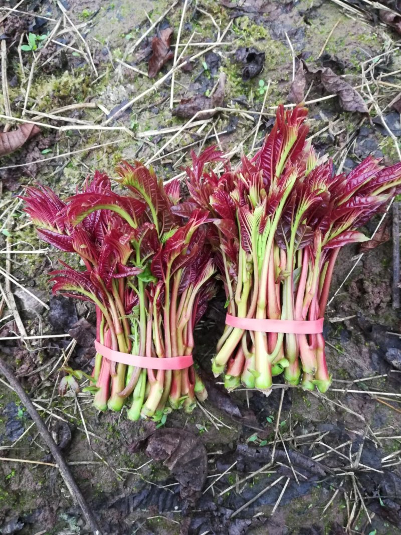 红油香椿芽