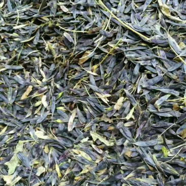 小叶板蓝根种子，陕西产小叶品种，高产抗病力强
