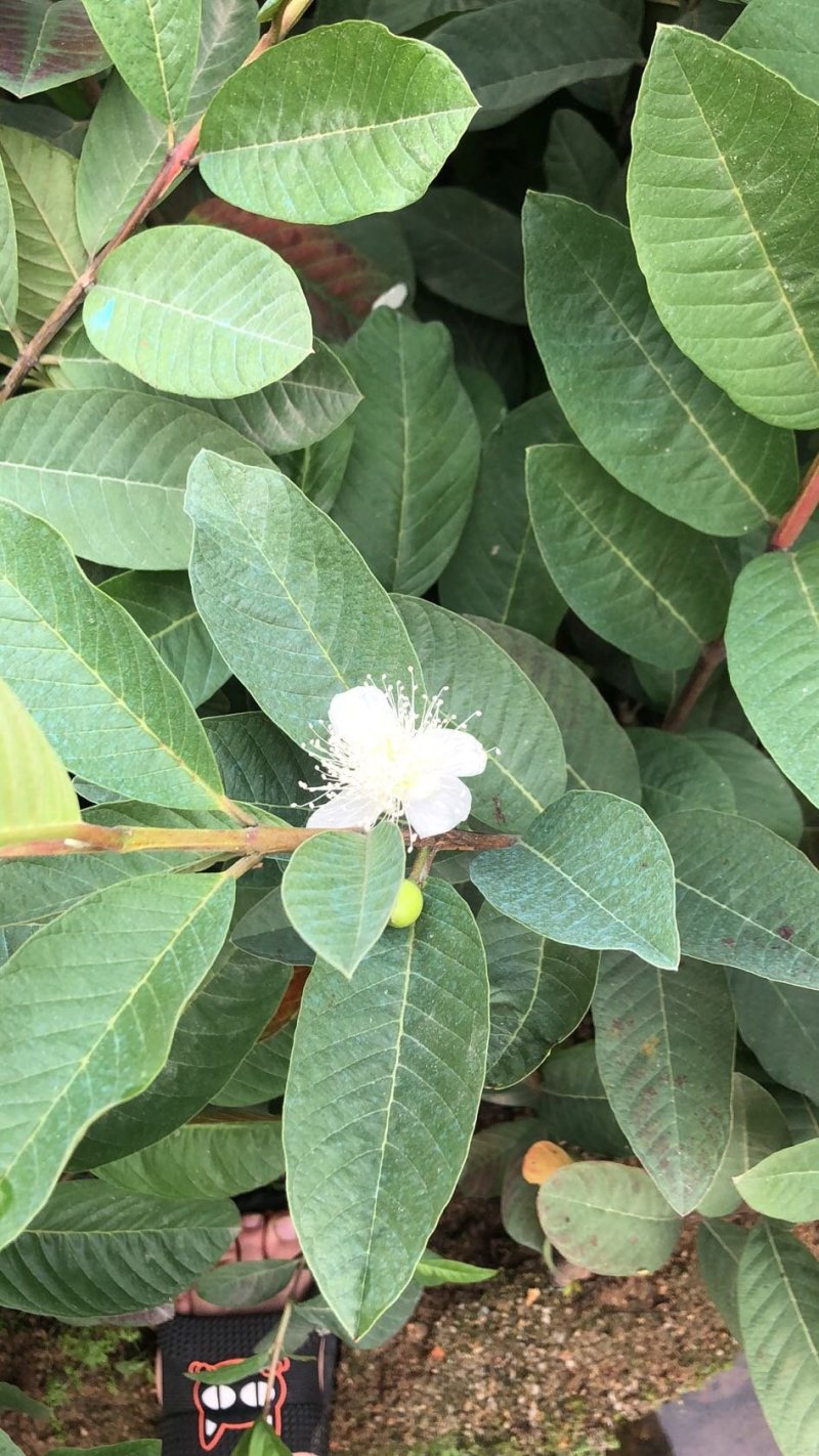 台湾四季珍珠番石榴苗芭乐苗，地径0.5起，高度50起