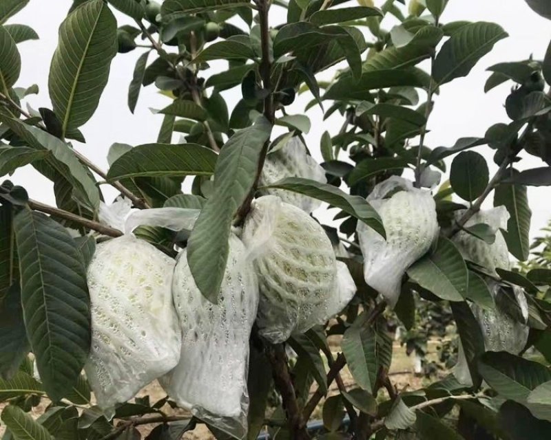 台湾四季珍珠番石榴苗芭乐苗，地径0.5起，高度50起