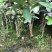 台湾四季珍珠番石榴苗芭乐苗，地径0.5起，高度50起