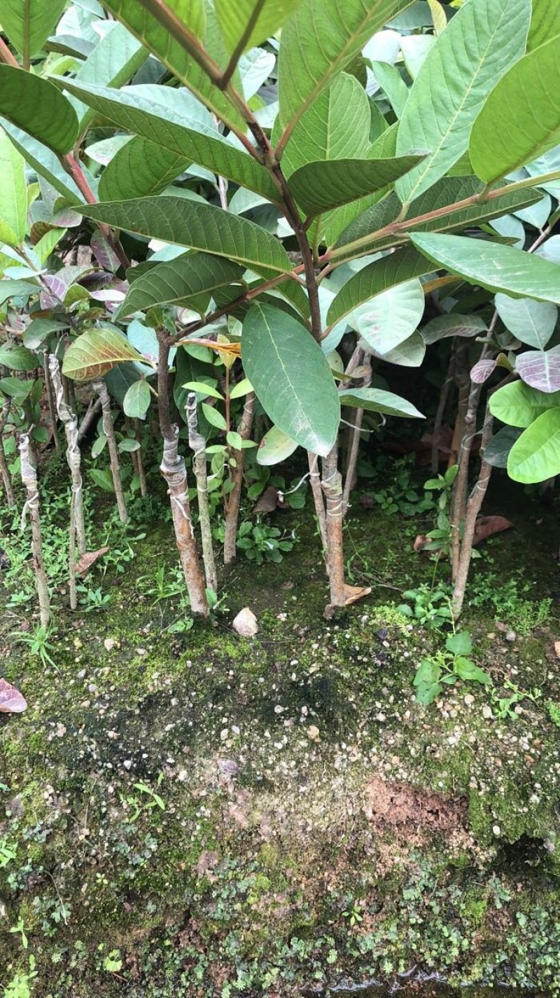 台湾四季珍珠番石榴苗芭乐苗，地径0.5起，高度50起