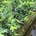 台湾四季珍珠番石榴苗芭乐苗，地径0.5起，高度50起