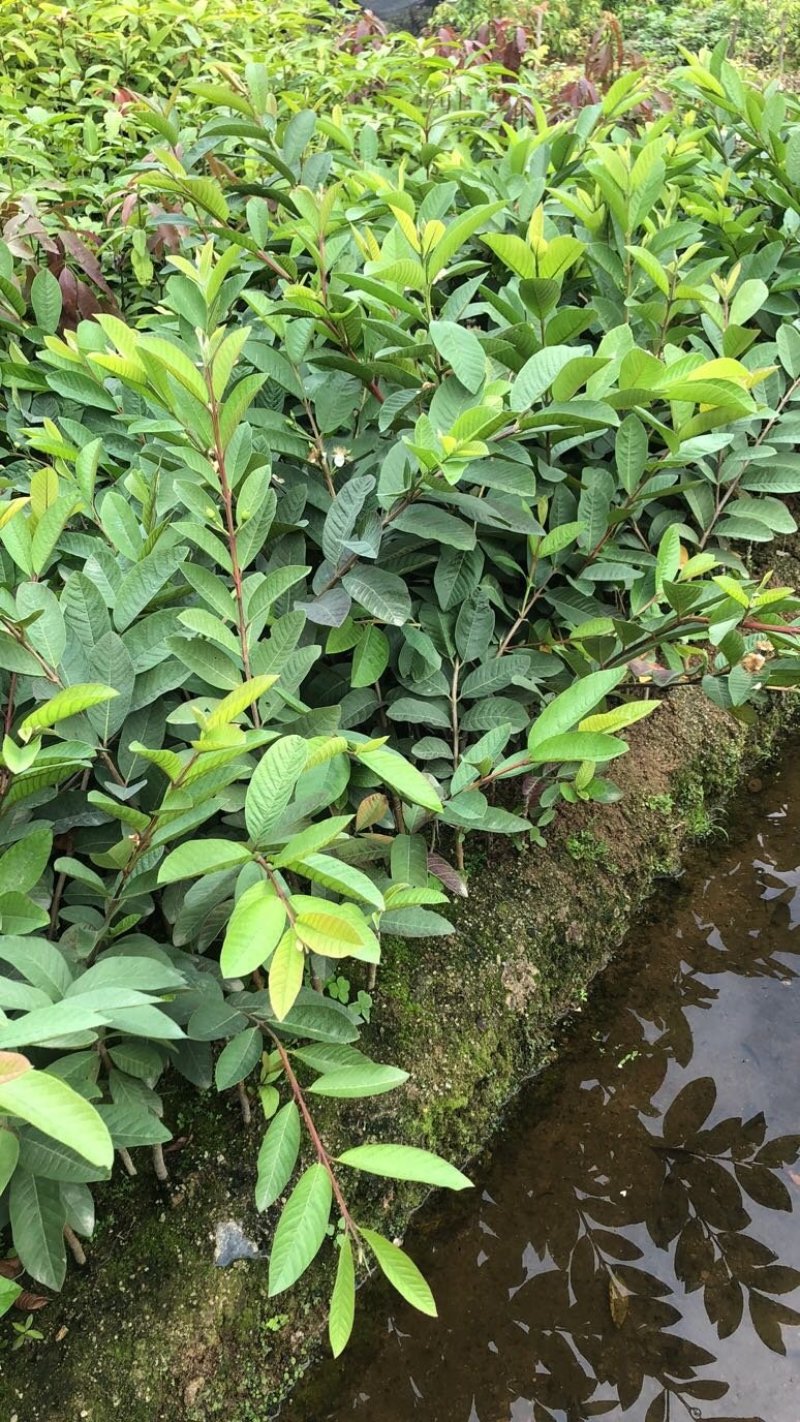 台湾四季珍珠番石榴苗芭乐苗，地径0.5起，高度50起