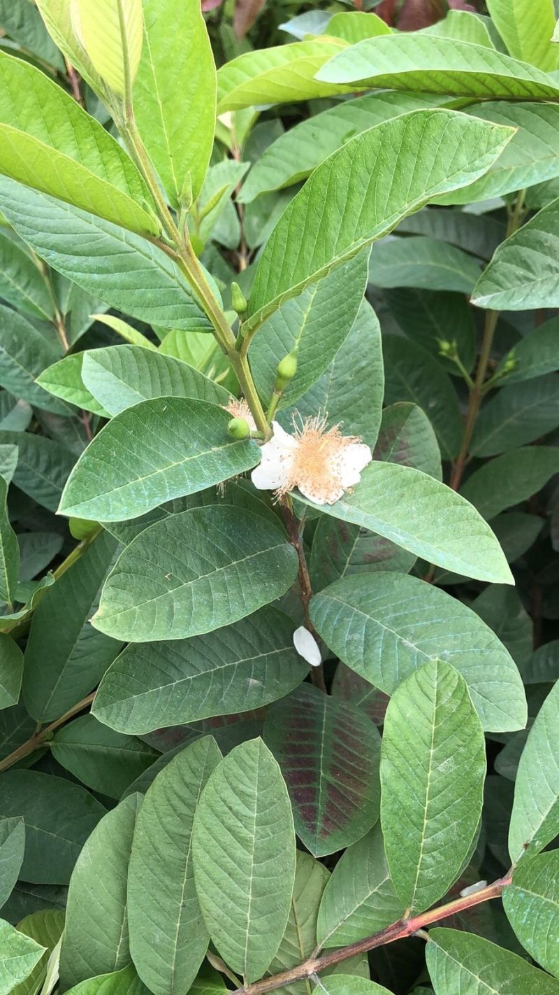 台湾四季珍珠番石榴苗芭乐苗，地径0.5起，高度50起