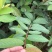 台湾四季珍珠番石榴苗芭乐苗，地径0.5起，高度50起