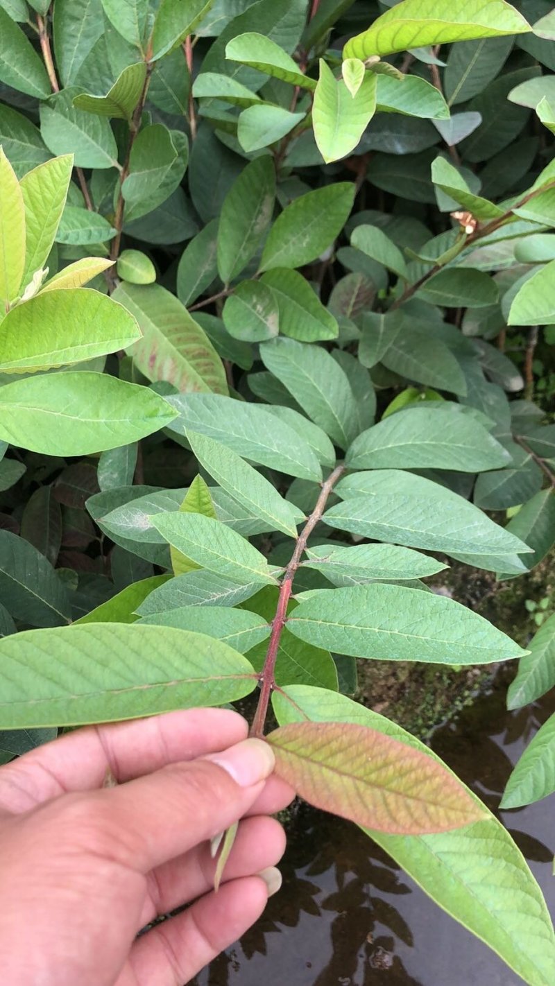 台湾四季珍珠番石榴苗芭乐苗，地径0.5起，高度50起