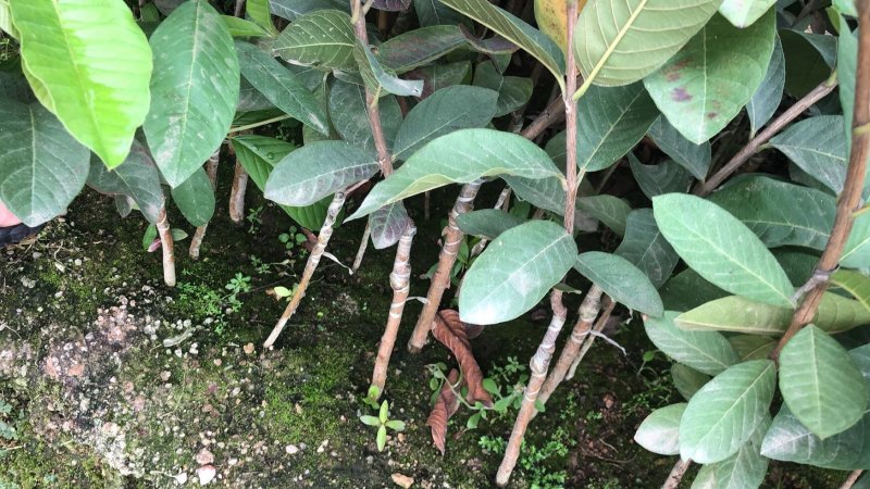 台湾四季珍珠番石榴苗芭乐苗，地径0.5起，高度50起