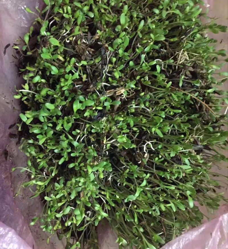 小叶板蓝根种子，陕西产小叶品种，高产抗病力强
