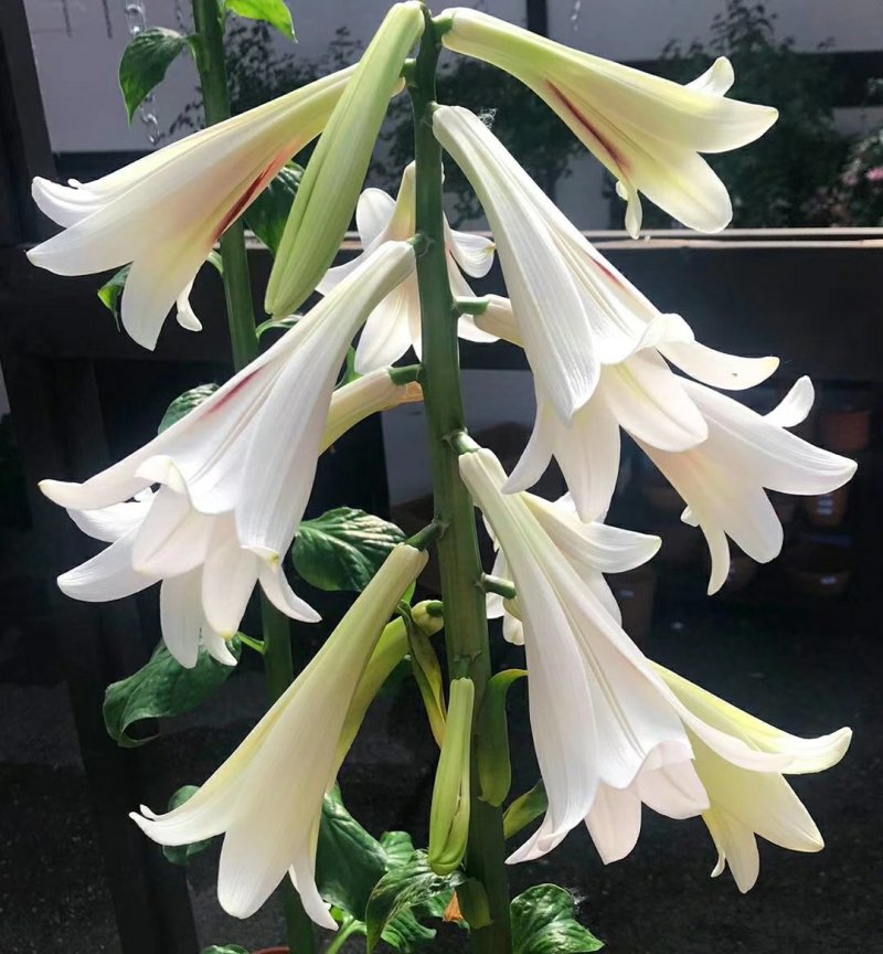 荞麦百合大种球种苗百合花盆栽