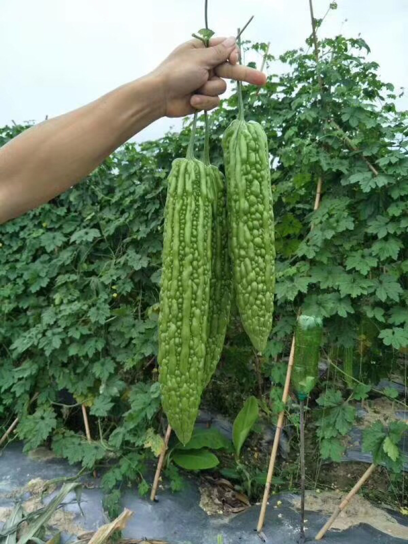 广东苗场苦瓜苗合适露地大棚种植商品率高珍珠苦瓜苗