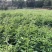 小叶牛大力种子，结薯快，种植时间短