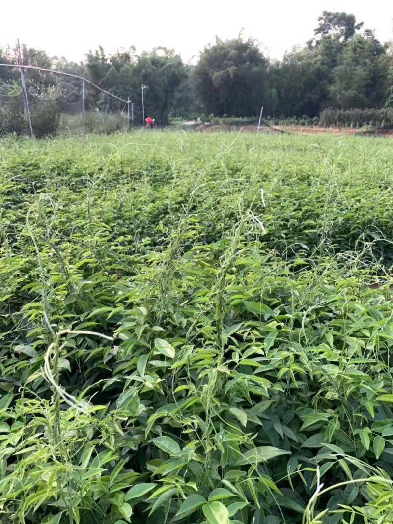 小叶牛大力种子，结薯快，种植时间短