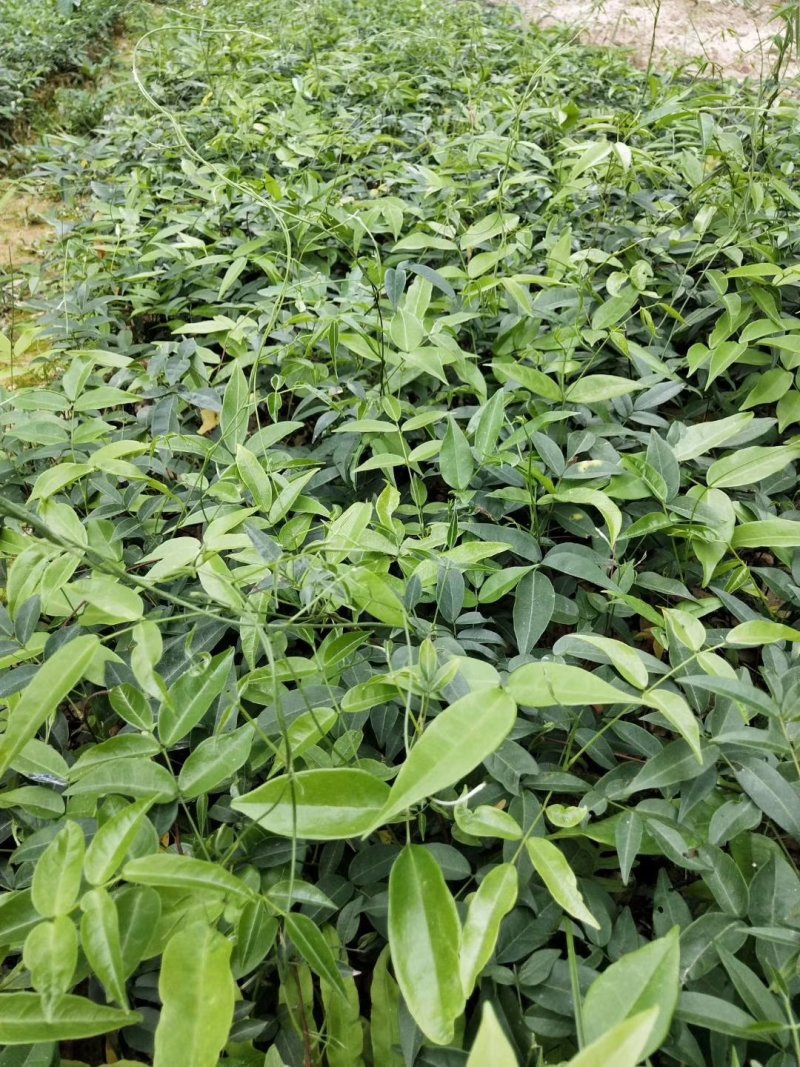 小叶牛大力种子，结薯快，种植时间短