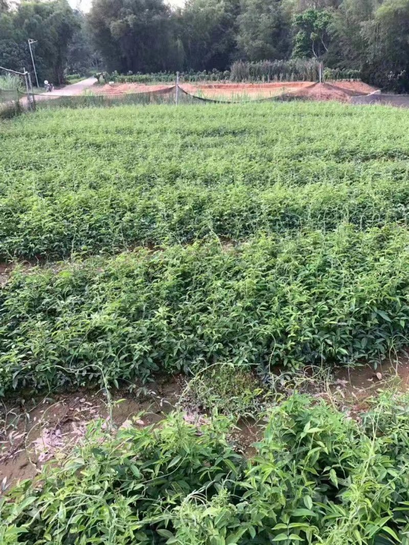 小叶牛大力种子，结薯快，种植时间短