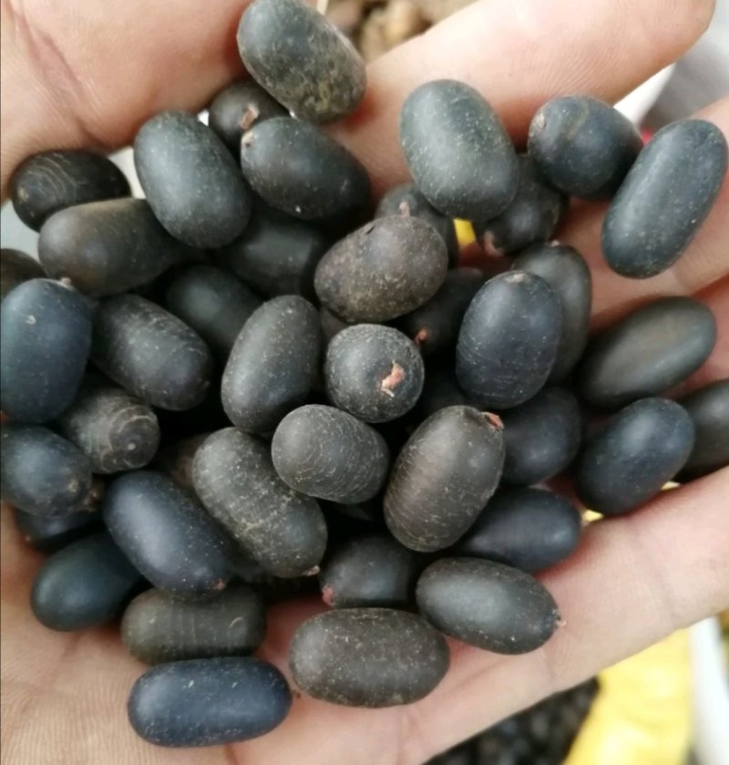 苦石莲子，中药材石莲子，补肾子货干颜色漂亮