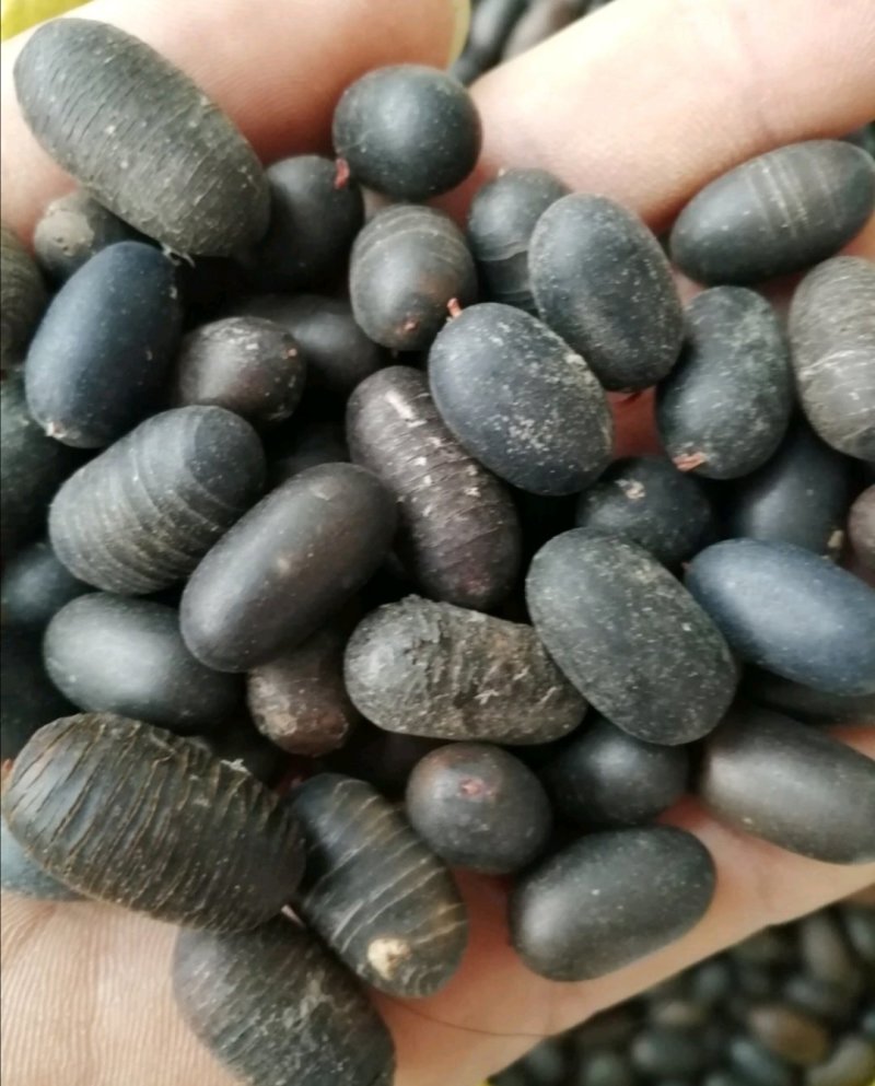 苦石莲子，中药材石莲子，补肾子货干颜色漂亮