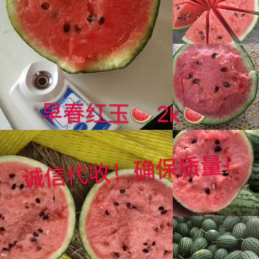 固堤早春红玉西瓜2k西瓜