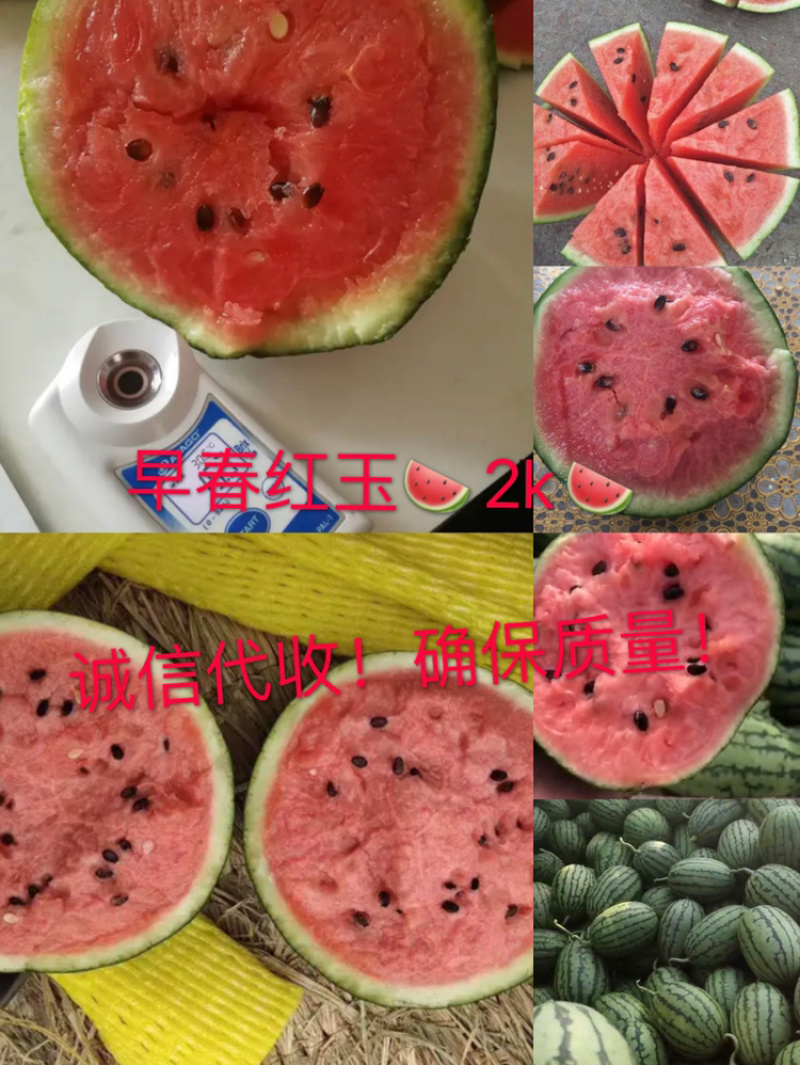 固堤早春红玉西瓜2k西瓜
