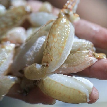 现敲蟹腿肉无泡发零添加蟹肉棒蟹钳肉蟹脚肉
