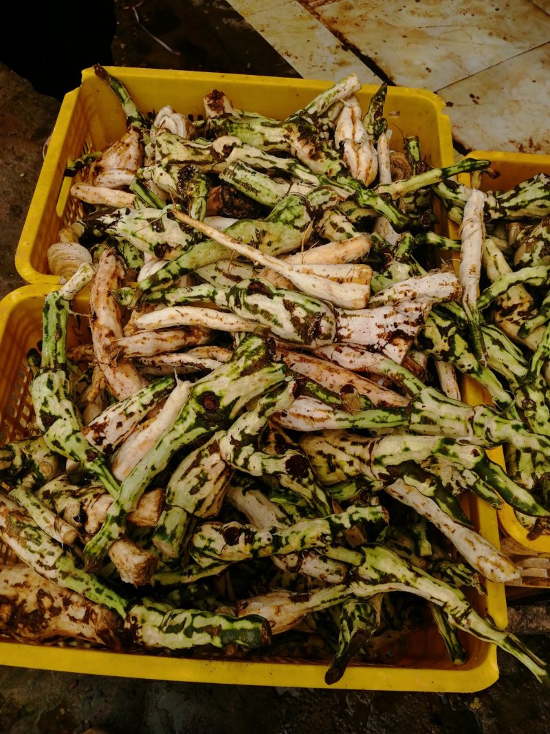 葛头丁，葛面
